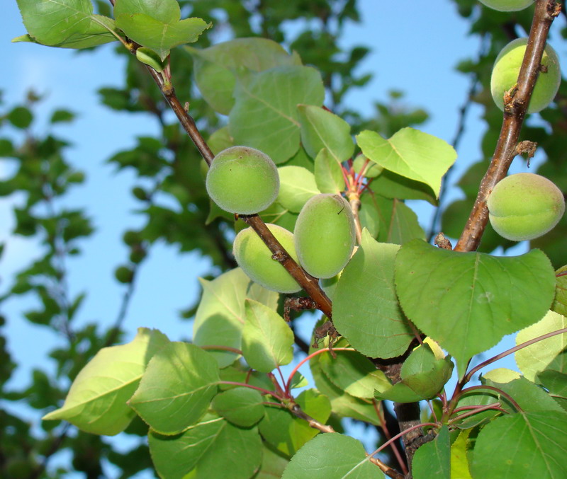 Sviluppo vegetale dell'' albicocco Prunus armeniaca